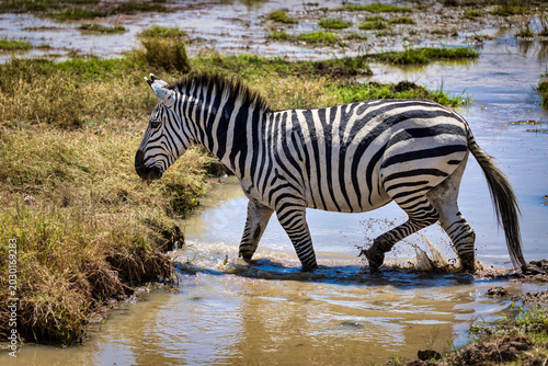 Plains zebra crossing water in Ngorongoro Crater, Tanzania