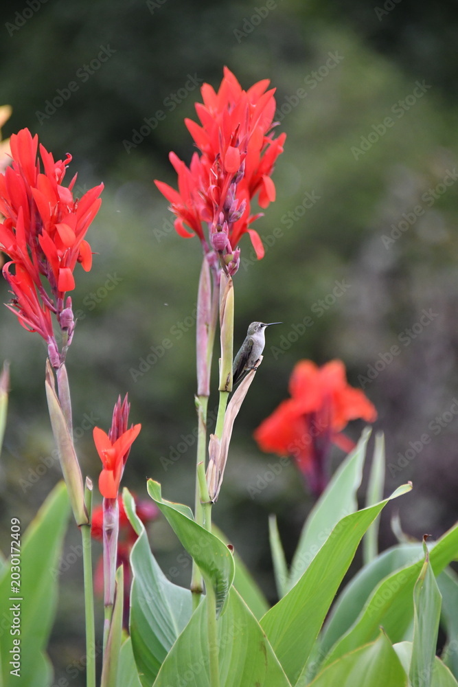 Fototapeta premium Hummingbird Perched on the Stalk of a Canna Lily with Copy Space
