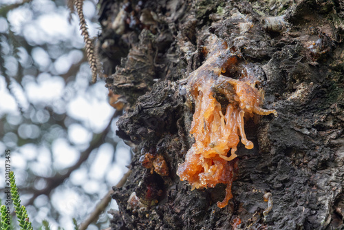 Obraz na plátně Macro detail of viscous golden pine resin sap flowing down rough bark