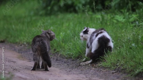 conflict between two cats in nature, aggression
