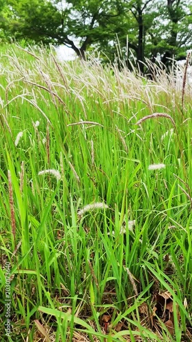 イネ科の多年草・チガヤ・Imperata cylindrica／쌀과의 다년초 · 치가야 · Imperata cylindrica／Imperata cylindrica, a perennial grass belonging to the Poaceae family.