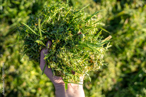 Obraz na płótnie Man hand holding a large handful of freshly cut green grass clippings over a lawn during backyard composting and garden care