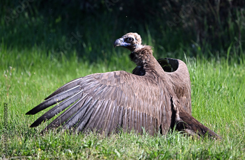 european black vulture in the wild