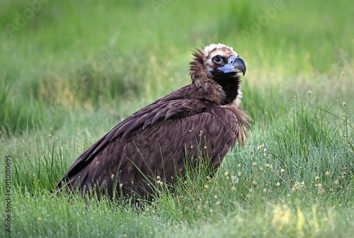 european black vulture in the wild
