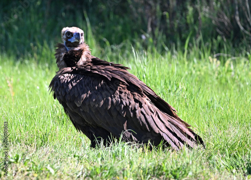 european black vulture in the wild