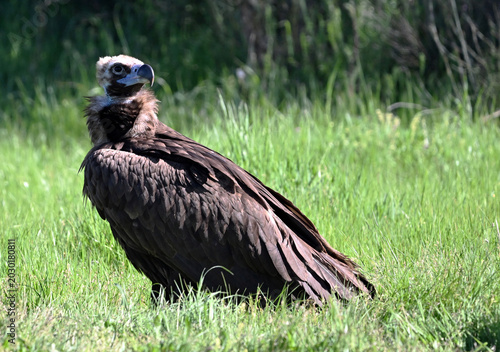 european black vulture in the wild