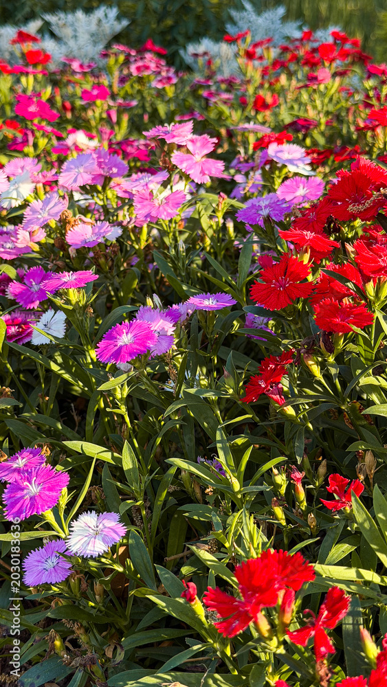 Fototapeta premium Colorful dianthus flowers blooming in garden bed