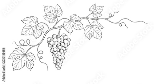 Elegant monochrome line art illustration of a grape vine branch with lush leaves and a ripe cluster of grapes, perfect for decorative designs and natural themes