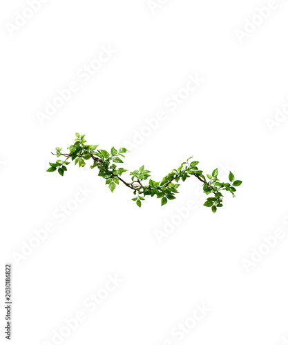 sprig of parsley