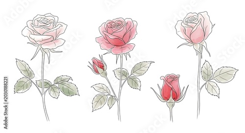 Collection of Delicate Pink and Red Rose Illustrations with Buds and Stems, Showcasing Botanical Beauty