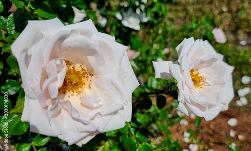 New Dawn Climbing Roses