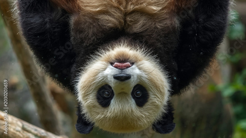 Playful Giant Panda Hanging Upside Down Close Up