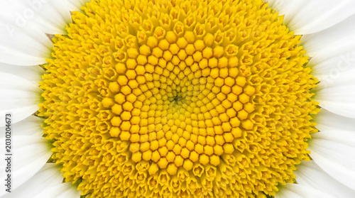 Minimalist Daisy Center Macro, High Key