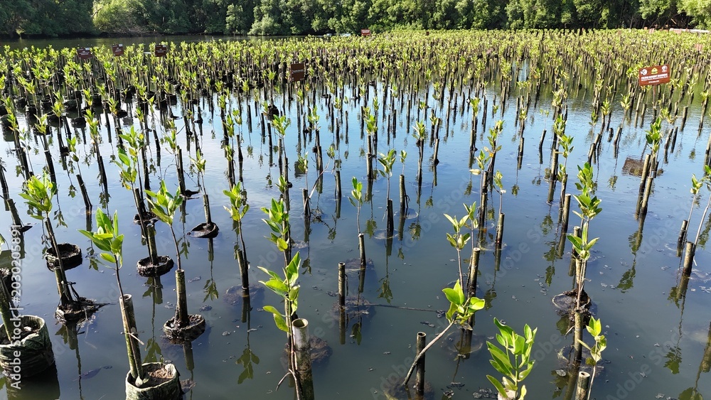 Φωτογραφία A high-angle view captures a thriving mangrove plantation where countless young