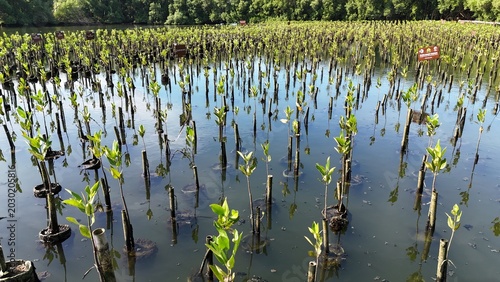 Photos A high-angle view captures a thriving mangrove plantation where countless young
