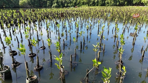 Quadro su tela A high-angle view captures a thriving mangrove plantation where countless young