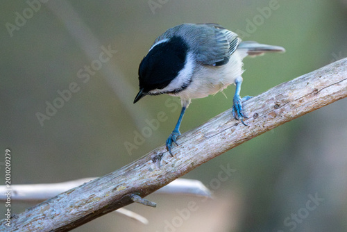 Black-Capped Chickadee on a tree branch.