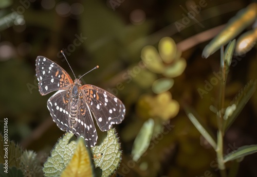 Obraz na płótnie Chlosyne Lacinia Bordered Patch Butterfly