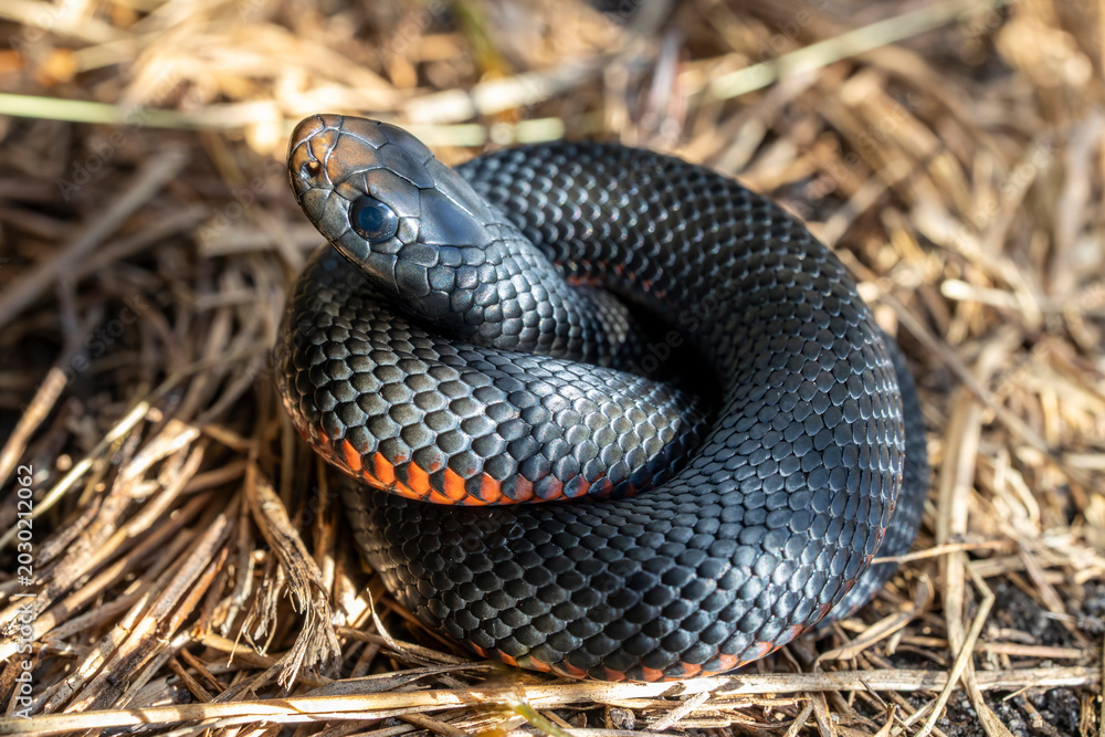 Obraz premium Close up of a juvenile Australian Red-bellied Black Snake