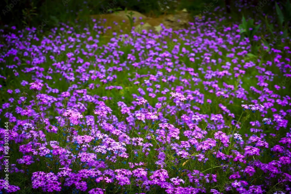 Obraz premium Phlox Wildflower Meadow in Bloom