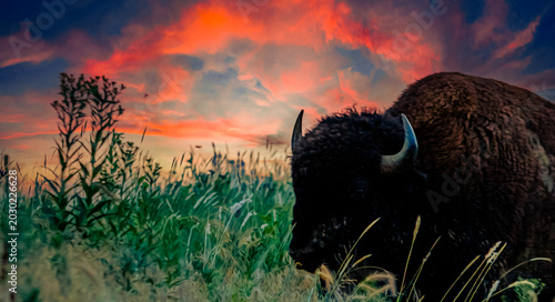 buffalo at sunset