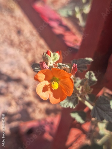 butterfly on a flower