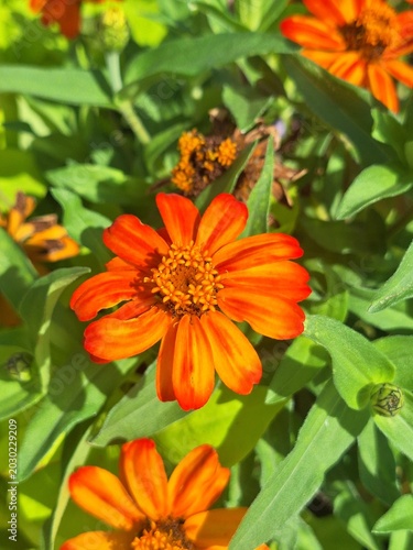 orange zinnia flower