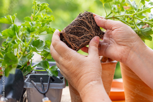 Fotografía Transplanting decorative pink pelargonium, geraniums from plastic trays to clay