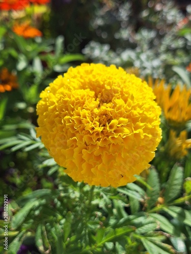 yellow flower in the garden