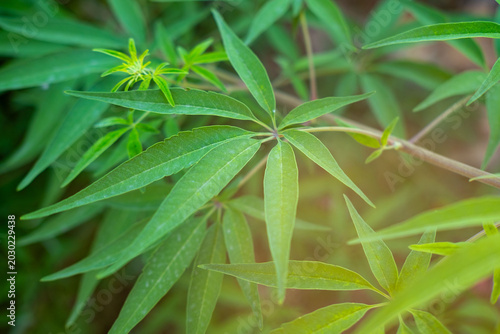 Quadro su tela Closeup Vitex agnus castus leaf outdoors, healing herb, narrow green leaflets, h