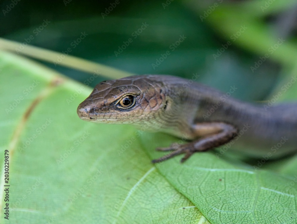 Fototapeta premium Detailed macro photograph of a brown skink lizard resting on a green leaf with soft bokeh background, highlighting reptile wildlife, biodiversity, and natural ecosystem concepts.