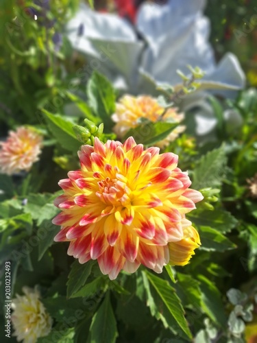 orange dahlia flower