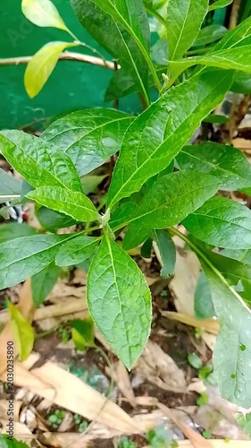 water drops on the leaves