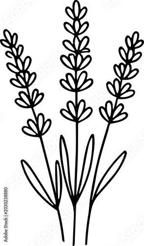 Hand-drawn lavender sprigs illustration, minimalist line art botanical drawing
