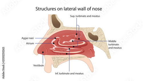 Canvas-taulu Structures of the Lateral Wall of the Nose
the lateral wall of the nose with turbinates, meatuses, agger nasi, atrium, and vestibule