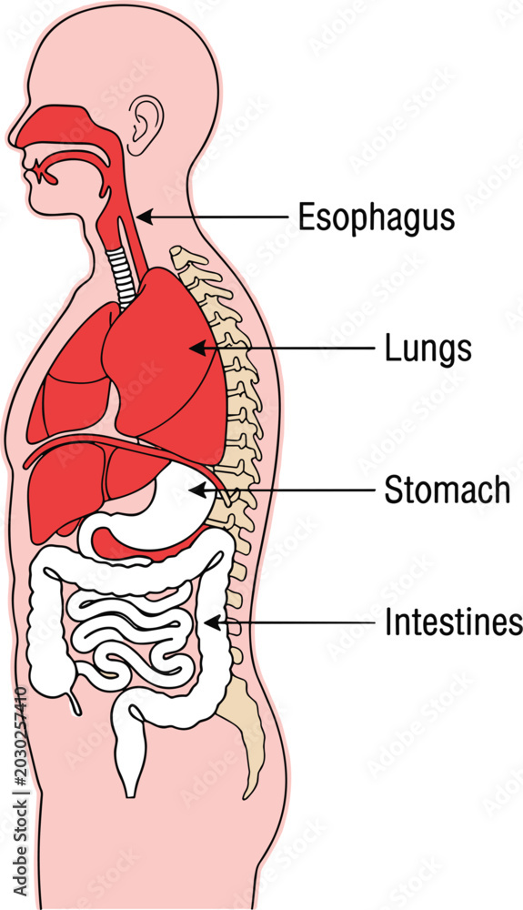 Obraz premium Anatomical Diagram Of The Human Body Showing Major Internal Organs Including Esophagus Lungs Stomach And Intestines,