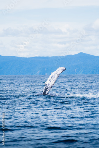 Ballena