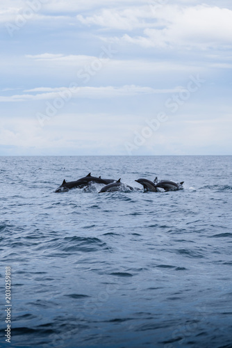 Delfines