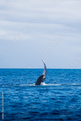 Ballena