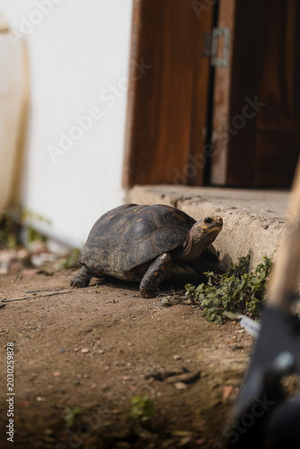 Tortuga