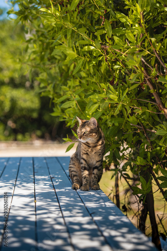 Gato