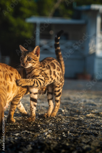 Felino