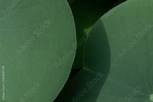 Fotografía Minimalist abstract background of two overlapping green lotus leaves with smooth