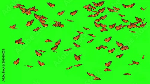 Flying Monarch Butterflies on Green Screen Background | Loop Animation 4K
