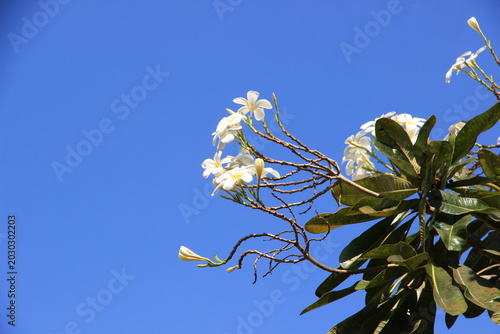 Foto Bright white flowers in the park, naturally beautiful.