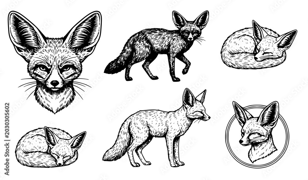 Fototapeta premium Black and white fennec fox vector collection with vintage engraved wildlife sketches
