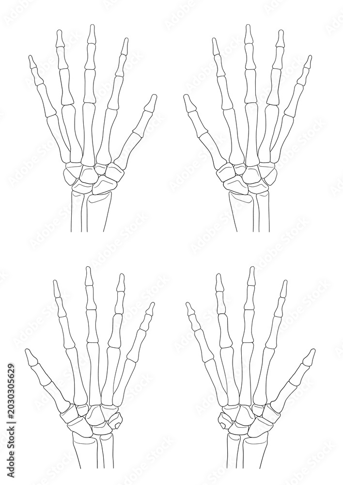 Ταπετσαρία Human hand bone anatomy, (anterior and posterior view)