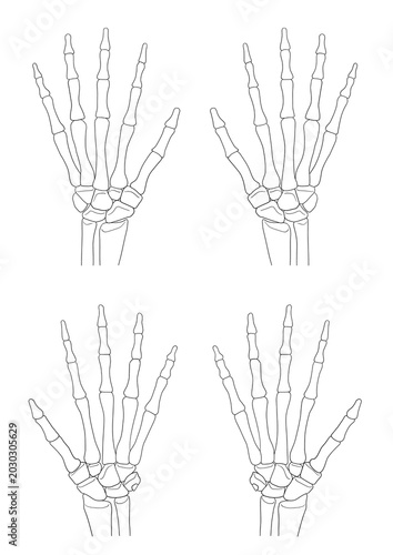 Bilde på lerret Human hand bone anatomy, (anterior and posterior view)