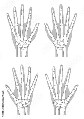 Foto Human hand bone anatomy, (anterior and posterior view)