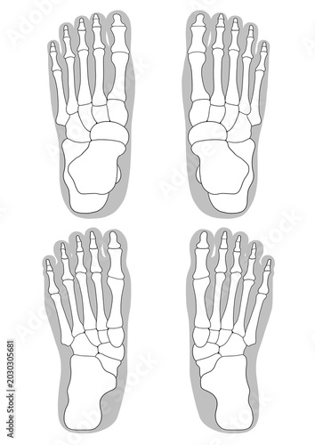 Human foot bone anatomy, (anterior and posterior view)